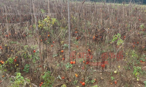 செடிகளில் பழுத்து வீணாகும் தக்காளிகள்