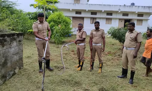 போடி அருகே  சாக்பீஸ் கம்பெனிக்குள் புகுந்த பாம்புகள்