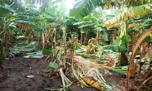 வாழைகளை சேதப்படுத்திய மர்மவிலங்கு வாழைகளை சேதப்படுத்திய மர்மவிலங்கு