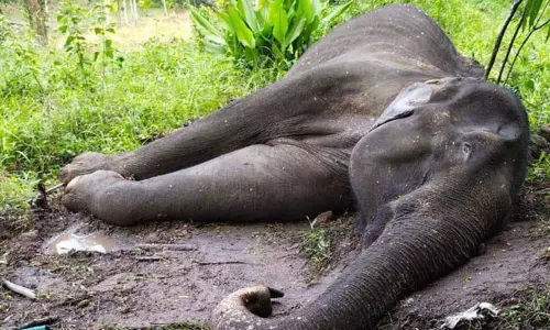 அசாம்: தேயிலை தோட்டத்தில் இறந்து கிடந்த காட்டு யானை