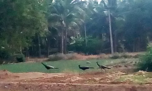 பயிர்களை சேதப்படுத்தும் மயில்கள்