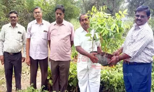 ஈரோடு மாவட்டத்தில் விவசாயிகளுக்கு 2½ லட்சம் மரக்கன்றுகள் வழங்கும் திட்டம்; வேளாண்மை இணை இயக்குனர் தொடங்கி வைத்தார் ஈரோடு மாவட்டத்தில் விவசாயிகளுக்கு 2½ லட்சம் மரக்கன்றுகள் வழங்கும் திட்டம்; வேளாண்மை இணை இயக்குனர் தொடங்கி வைத்தார்