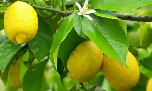 எப்போதும் லாபம் பெற எலுமிச்சை பயிரிடலாம்