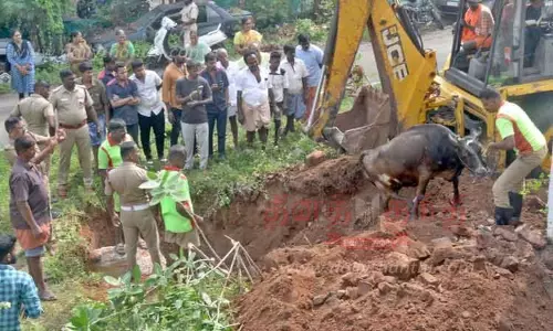 தண்ணீர் தொட்டிக்குள் விழுந்த பசுமாடு மீட்பு