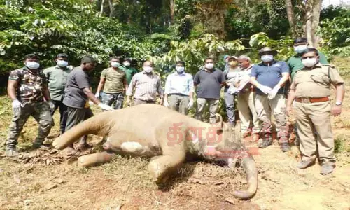 மானாம்பள்ளி எஸ்டேட்டில்  இறந்து கிடந்த குட்டி யானை