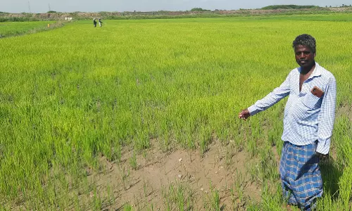 தண்ணீர் இல்லாமல் கருகும் நெல் பயிர்கள்