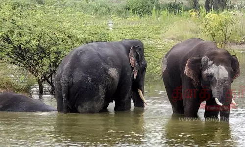 கிருஷ்ணகிரி அருகே கிராமத்துக்குள் புகுந்த 3 காட்டு யானைகள் ஏரியில் ஆனந்த குளியல் போட்டன கிருஷ்ணகிரி அருகே கிராமத்துக்குள் புகுந்த 3 காட்டு யானைகள் ஏரியில் ஆனந்த குளியல் போட்டன
