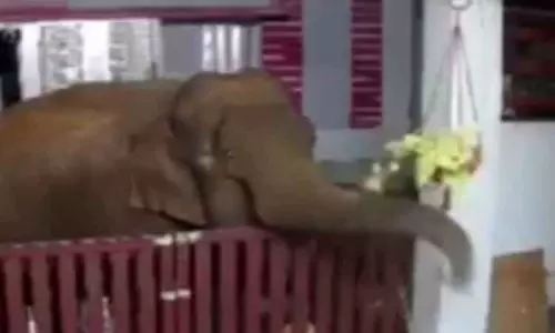 வீட்டில் பூத்து குலுங்கிய பூக்களை  பறித்து விளையாடிய காட்டு யானை