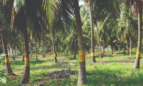 சுருள்வெள்ளை ஈக்களின் தாக்குதலை கட்டுப்படுத்த விவசாயிகள் மஞ்சள் நிற ஒட்டும் பொறிகளை கட்டினர் சுருள்வெள்ளை ஈக்களின் தாக்குதலை கட்டுப்படுத்த விவசாயிகள் மஞ்சள் நிற ஒட்டும் பொறிகளை கட்டினர்