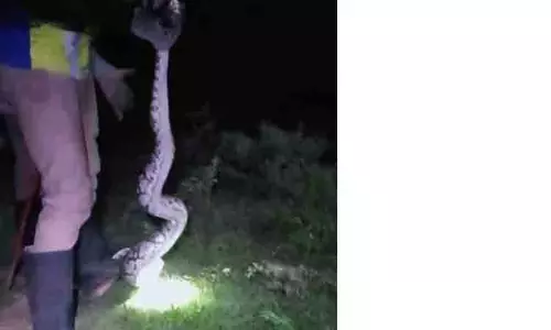 குடியிருப்பு பகுதியில் புகுந்த மலைப்பாம்பு பிடிபட்டது