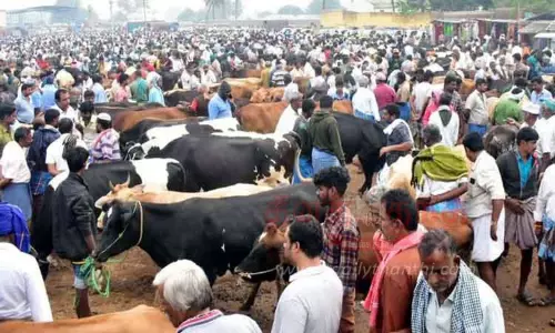 ஈரோடு கால்நடை சந்தையில் மாடுகள் விற்பனை அமோகம்