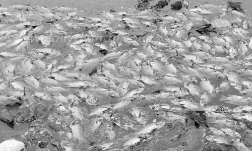 கோவில் குளத்தில் ரூ.2 லட்சம் மீன்கள் செத்து மிதந்தன