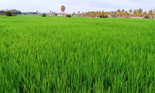 நஞ்சை சம்பா நெல் சாகுபடியில் உரம் மேலாண்மை பணி தீவிரம் நஞ்சை சம்பா நெல் சாகுபடியில் உரம் மேலாண்மை பணி தீவிரம்