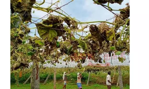 நோய் தாக்குதலால் வீணாகும் பீர்க்கங்காய் கொடிகள்
