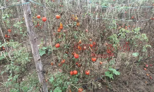 செடியில் அழுகும் தக்காளி பழங்கள் செடியில் அழுகும் தக்காளி பழங்கள்