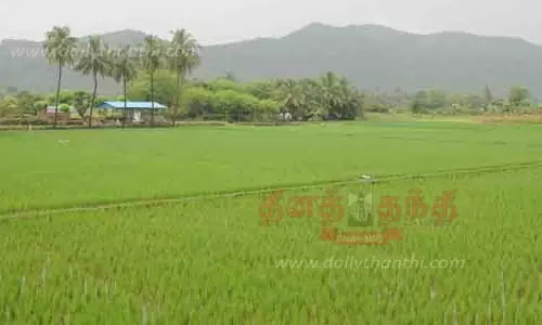 பச்சை பசேலென நெற்பயிர்கள்