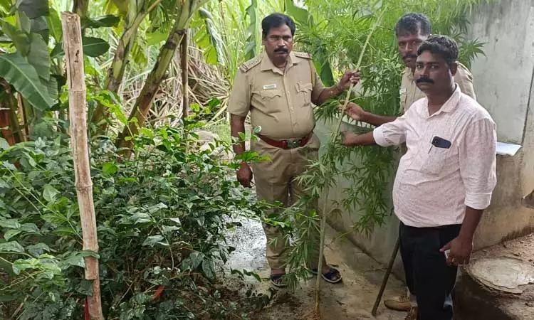 கச்சிராயப்பாளையம் அருகே வீட்டில் கஞ்சா செடி வளா்த்தவருக்கு வலைவீச்சு கச்சிராயப்பாளையம் அருகே வீட்டில் கஞ்சா செடி வளா்த்தவருக்கு வலைவீச்சு