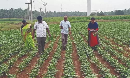 எந்திரம் மூலம் உளுந்து சாகுபடி