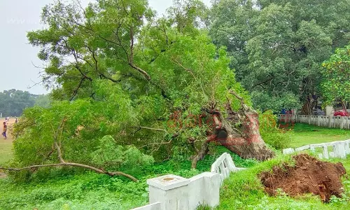 வேப்பமரம் வேரோடு சாய்ந்தது