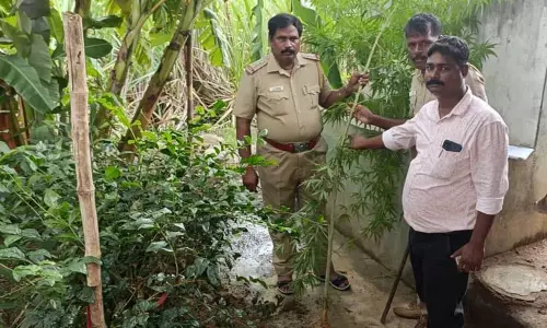 கச்சிராயப்பாளையம் அருகே வீட்டில் கஞ்சா செடி வளா்த்தவருக்கு வலைவீச்சு கச்சிராயப்பாளையம் அருகே வீட்டில் கஞ்சா செடி வளா்த்தவருக்கு வலைவீச்சு