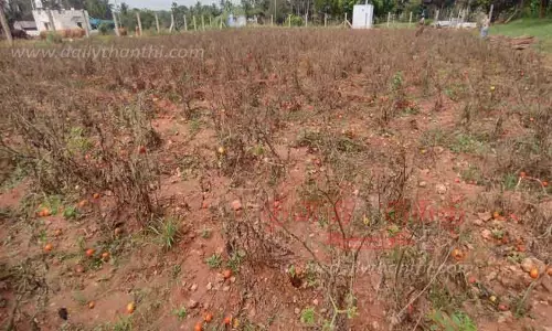 கிணத்துக்கடவு பகுதியில்  தொடர் மழையால் தக்காளி செடிகள் அழுகின-  சீசன் முன்கூட்டியே முடிவதால் விவசாயிகள் அதிர்ச்சி