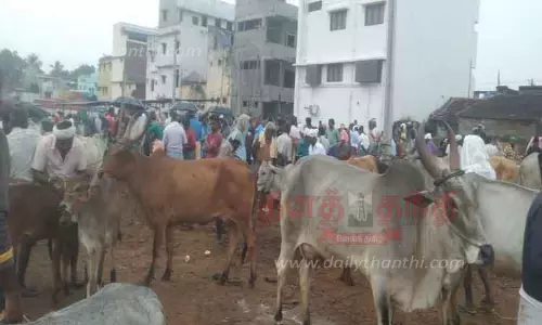 அந்தியூர் கால்நடை சந்தையில்   நாட்டு பசு மாடு ரூ.70 ஆயிரத்துக்கு விற்பனை