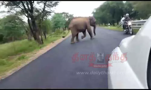 பண்ணாரி அருகே செல்பி எடுத்த வாகன ஓட்டிகளை துரத்திய ஒற்றை யானை பண்ணாரி அருகே செல்பி எடுத்த வாகன ஓட்டிகளை துரத்திய ஒற்றை யானை