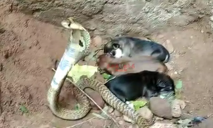 ஒரு தாயின் பாசம்: நாய் விட்டுச்சென்ற குட்டிகளை பாதுகாத்து வந்த நல்ல பாம்பு...! பிரம்மிப்பில் பொதுமக்கள்