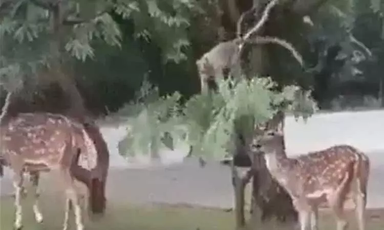 மான்கள் இலைகளை உண்பதற்காக மரத்தின் கிளையை வளைத்துக்கொடுக்கும் குரங்கு... வைரல் வீடியோ