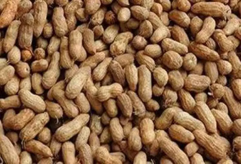 சேவூரில் ரூ.4 லட்சத்திற்கு நிலக்கடலை ஏலம்