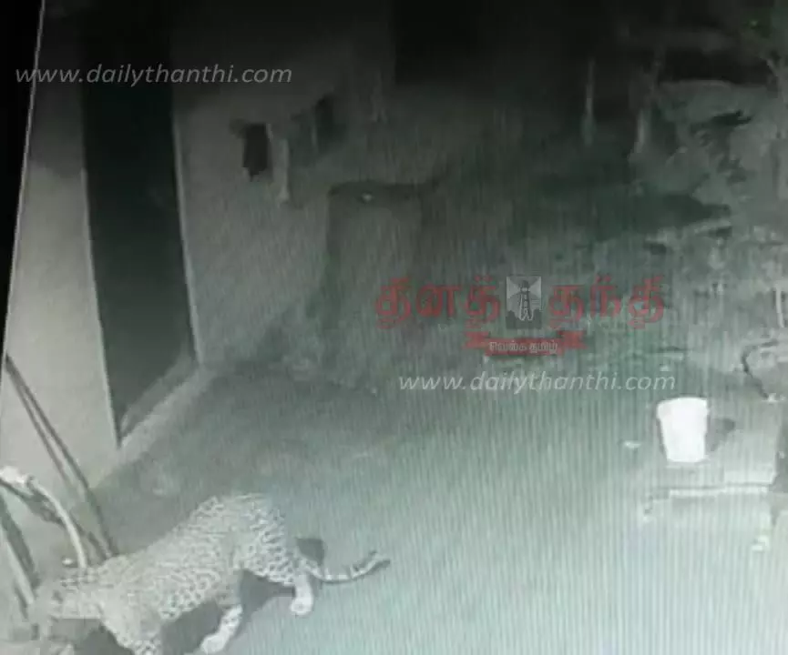 சிறுத்தைப்புலி கன்றுக்குட்டியை அடித்து கொன்றது சிறுத்தைப்புலி கன்றுக்குட்டியை அடித்து கொன்றது