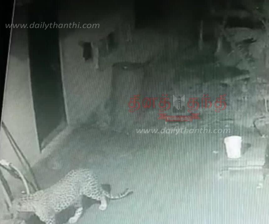 சிறுத்தைப்புலி கன்றுக்குட்டியை அடித்து கொன்றது சிறுத்தைப்புலி கன்றுக்குட்டியை அடித்து கொன்றது