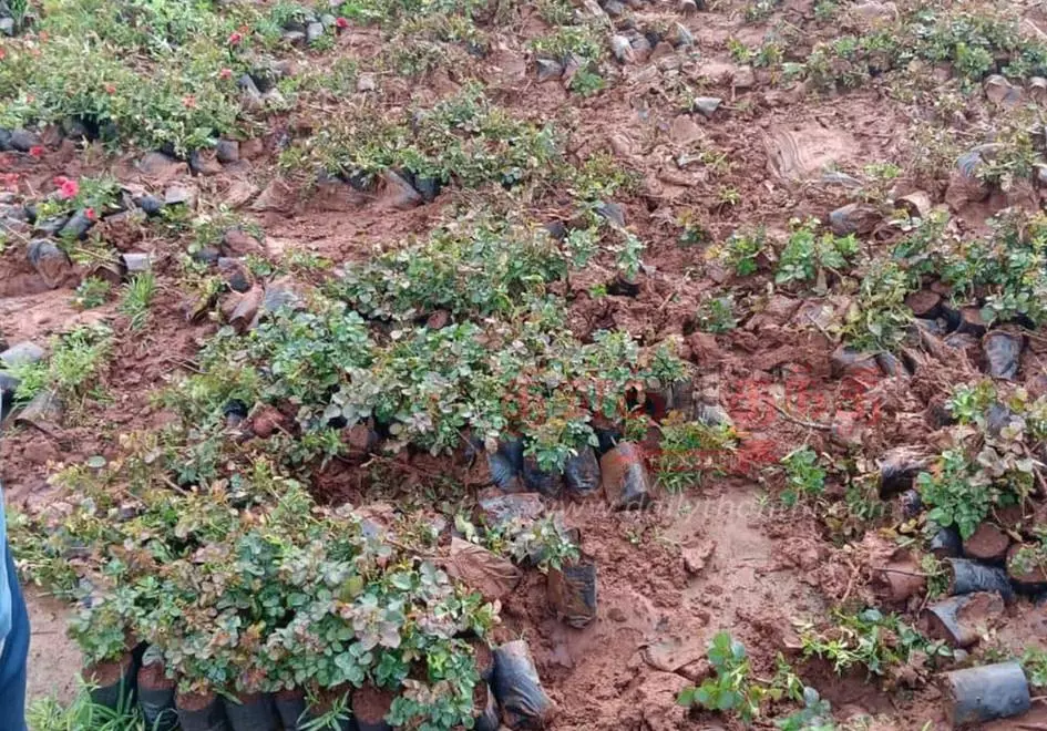 பயிர்களை சேதப்படுத்திய யானைகள்