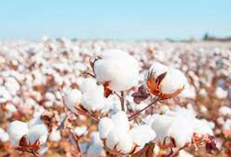 ராசிபுரத்தில்  ரூ.12 லட்சத்துக்கு பருத்தி ஏலம்