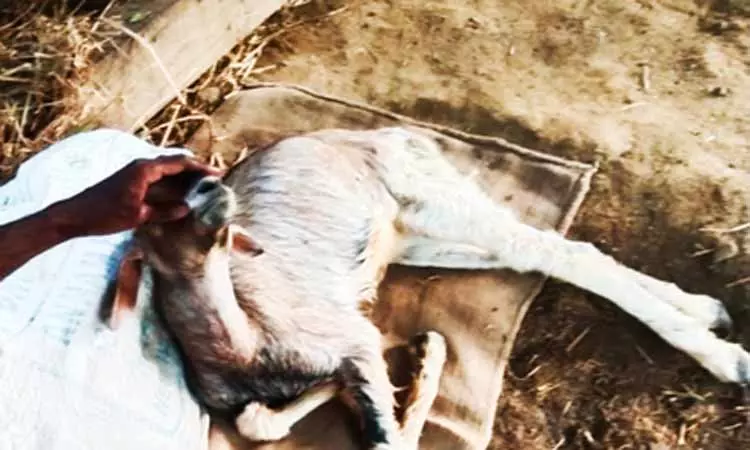 ஆட்டை கடித்து குதறிய வெறிநாய்கள்