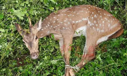 காயத்துடன் தவித்த புள்ளிமான் மீட்பு