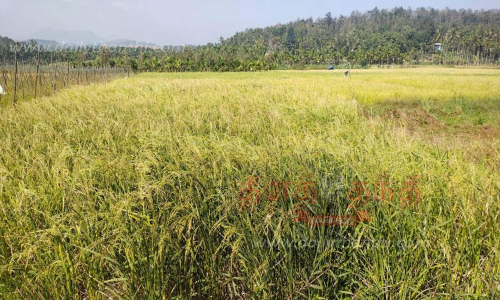 நெற்கதிர்கள் பாதிப்பு; விவசாயிகள் கவலை