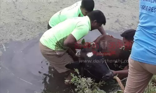 குட்டையில் தவறி விழுந்த பசு மாடு உயிருடன் மீட்பு குட்டையில் தவறி விழுந்த பசு மாடு உயிருடன் மீட்பு