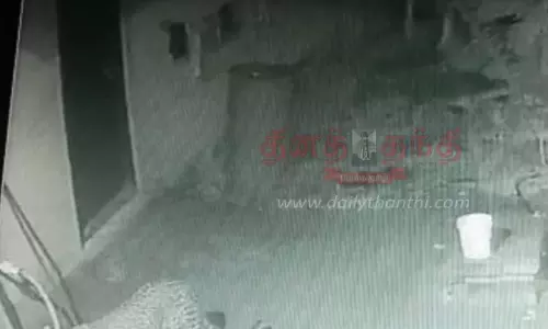 சிறுத்தைப்புலி கன்றுக்குட்டியை அடித்து கொன்றது சிறுத்தைப்புலி கன்றுக்குட்டியை அடித்து கொன்றது