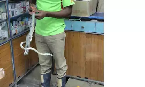 மருந்து கடையில் பாம்பு புகுந்ததால் பரபரப்பு மருந்து கடையில் பாம்பு புகுந்ததால் பரபரப்பு