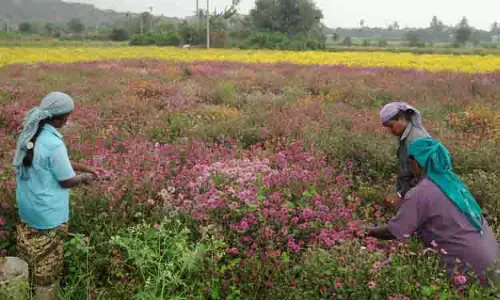 செவ்வந்தி பூக்களை பறித்த பெண்கள்