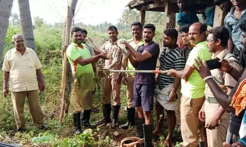 செந்துறை அருகே தோட்டத்துக்குள் புகுந்து கோழிக்குஞ்சுகளை விழுங்கிய மலைப்பாம்பு