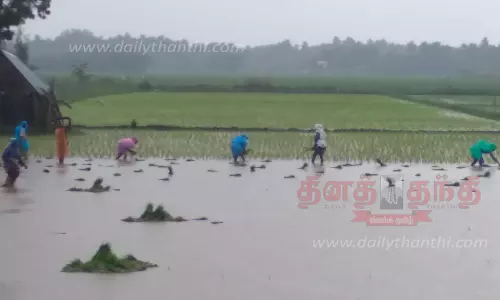 நெற்பயிர்கள் நீரில் மூழ்கும் அபாயம் நெற்பயிர்கள் நீரில் மூழ்கும் அபாயம்