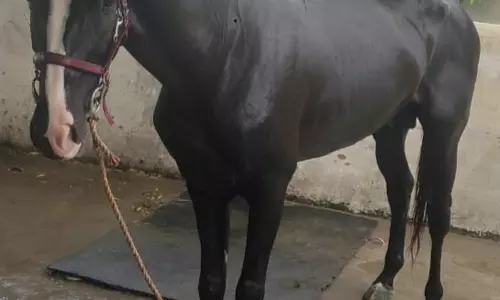 வெளிநாட்டு குதிரைகளை வளர்ப்பதாக கூறி ரூ.2½ கோடி மோசடி