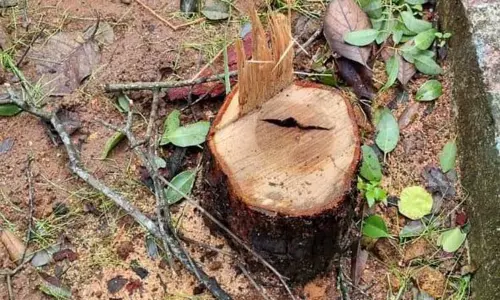 கல்வராயன்மலை வனத்துறை அலுவலகத்தில் சந்தன மரம் வெட்டி கடத்தல் மர்மநபர்களுக்கு போலீஸ் வலைவீச்சு கல்வராயன்மலை வனத்துறை அலுவலகத்தில் சந்தன மரம் வெட்டி கடத்தல் மர்மநபர்களுக்கு போலீஸ் வலைவீச்சு