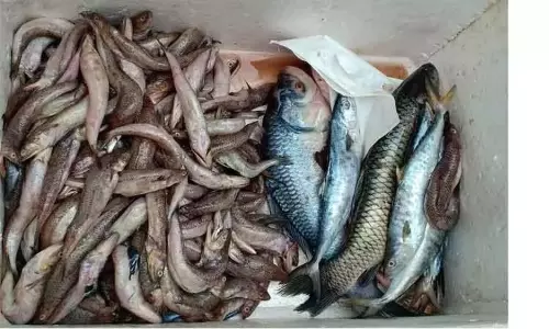 கெட்டுப்போன 300 கிலோ மீன்கள் பறிமுதல்