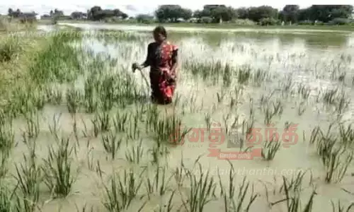 வயலில் தேங்கிய மழைநீர்