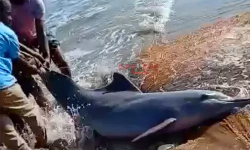 வலையில் சிக்கிய அரியவகை டால்பினை மீண்டும் கடலில் விட்ட மீனவர்கள்...! வனத்துறையினர் பாராட்டு
