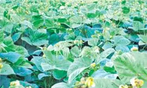 உளுந்து பயரில்   மஞ்சள் தேமல் நோய் :  வேளாண்மை அதிகாரி விளக்கம்