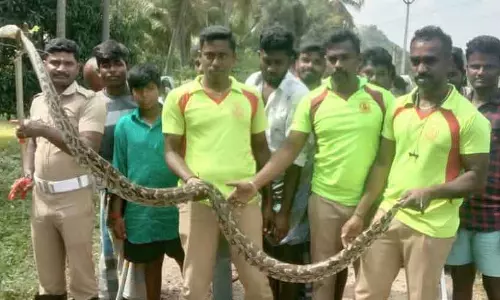 8 அடி நீள மலைப்பாம்பு 8 அடி நீள மலைப்பாம்பு